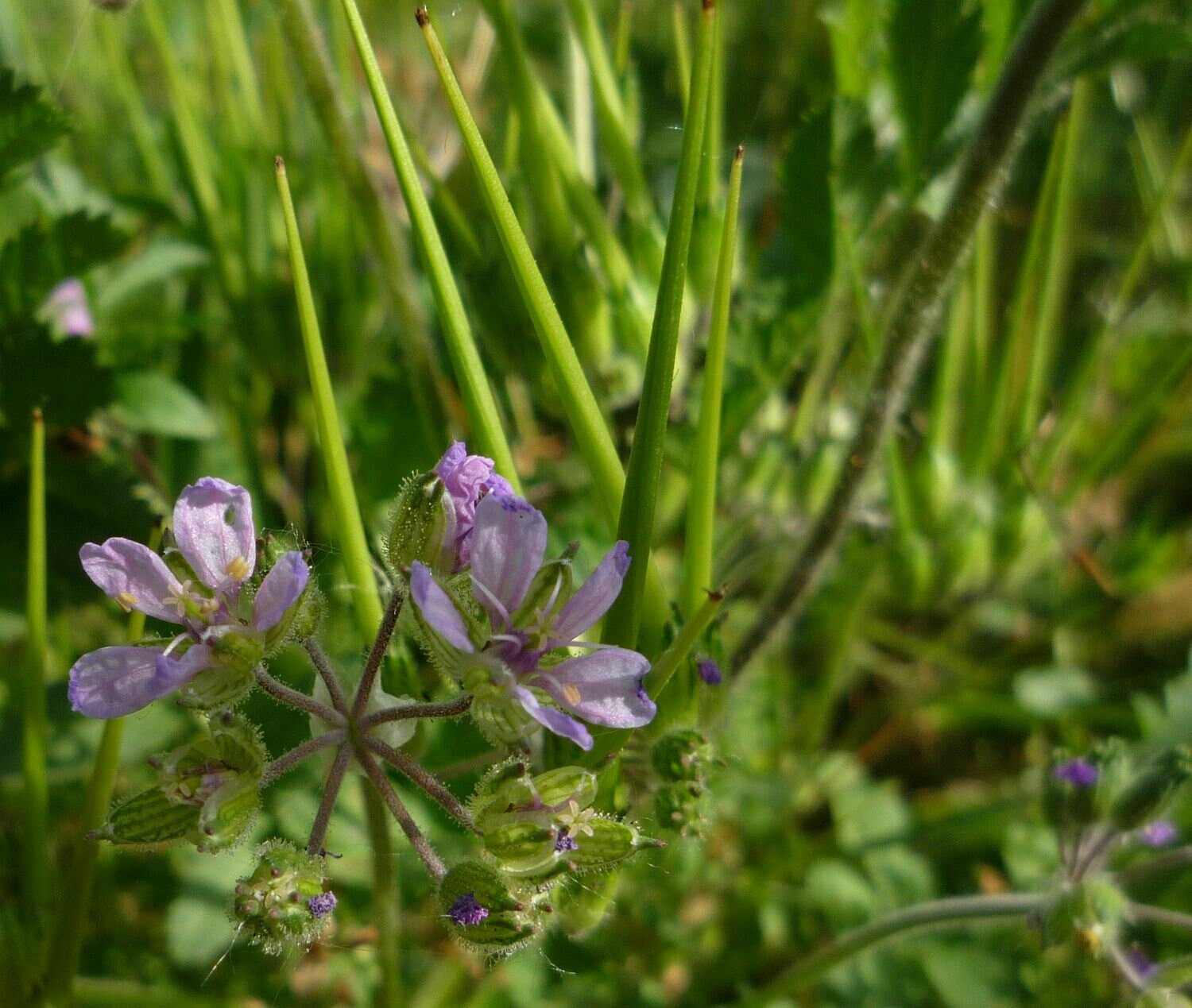 High Resolution Erodium cicutarium Flower